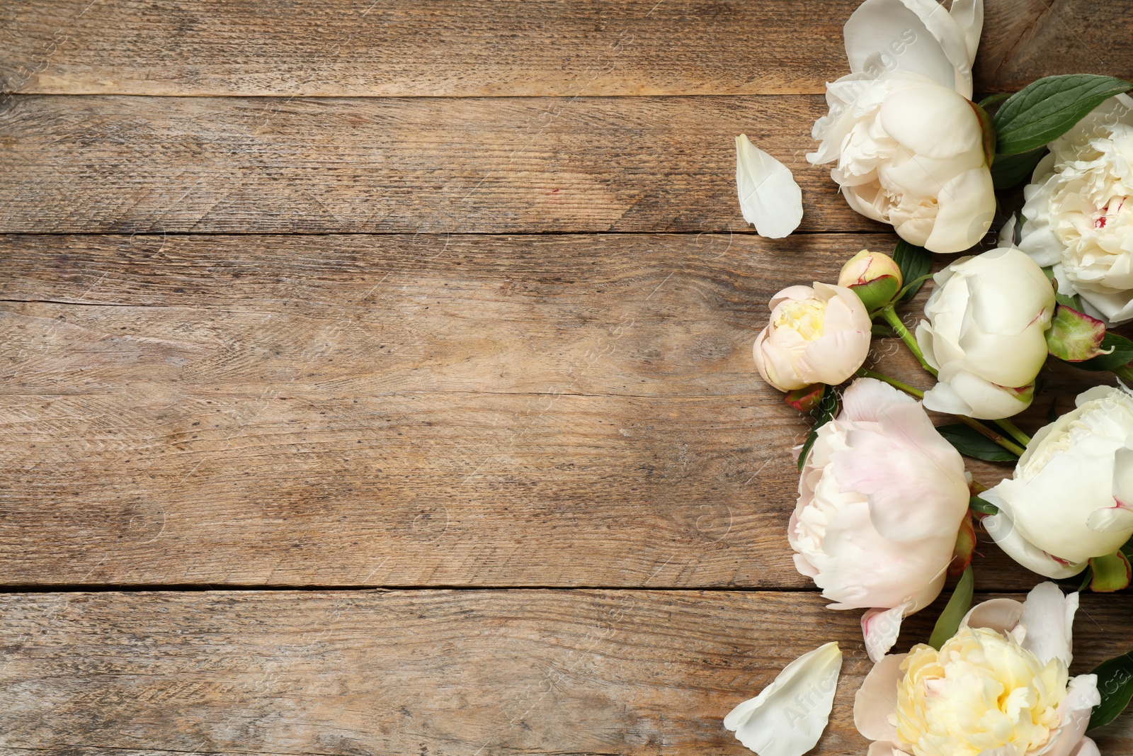 Photo of Beautiful peonies on wooden background, flat lay. Space for text