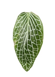 Leaf of tropical fittonia plant on white background