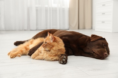 Photo of Cat and dog together on floor indoors. Fluffy friends