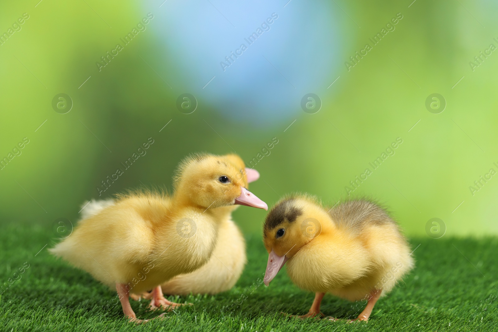 Photo of Cute fluffy ducklings on artificial grass against blurred background, closeup. Baby animals