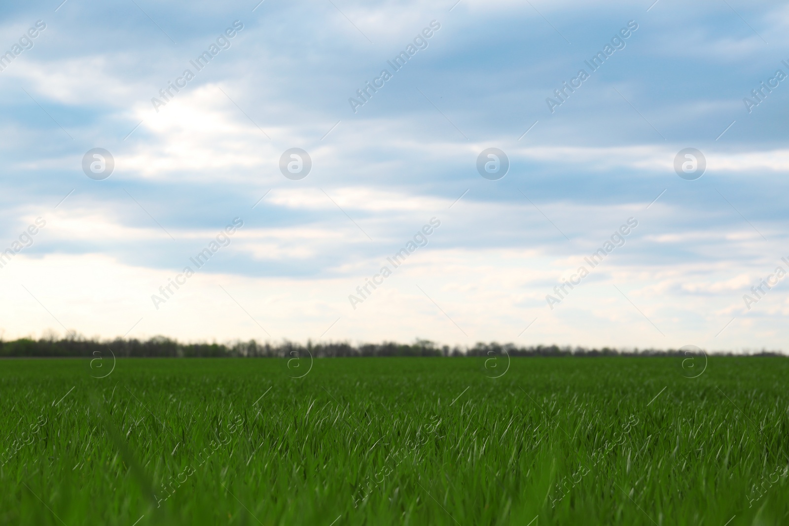 Photo of Picturesque view of green agricultural field on cloudy day