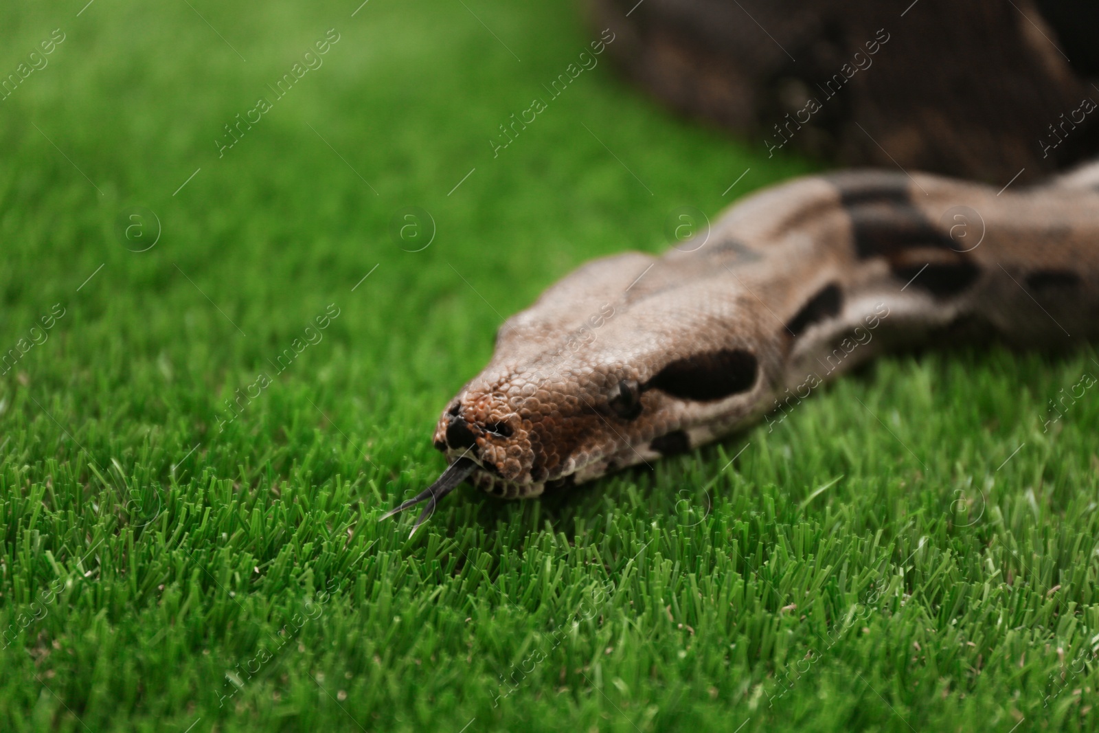 Photo of Brown boa constrictor on green grass outdoors