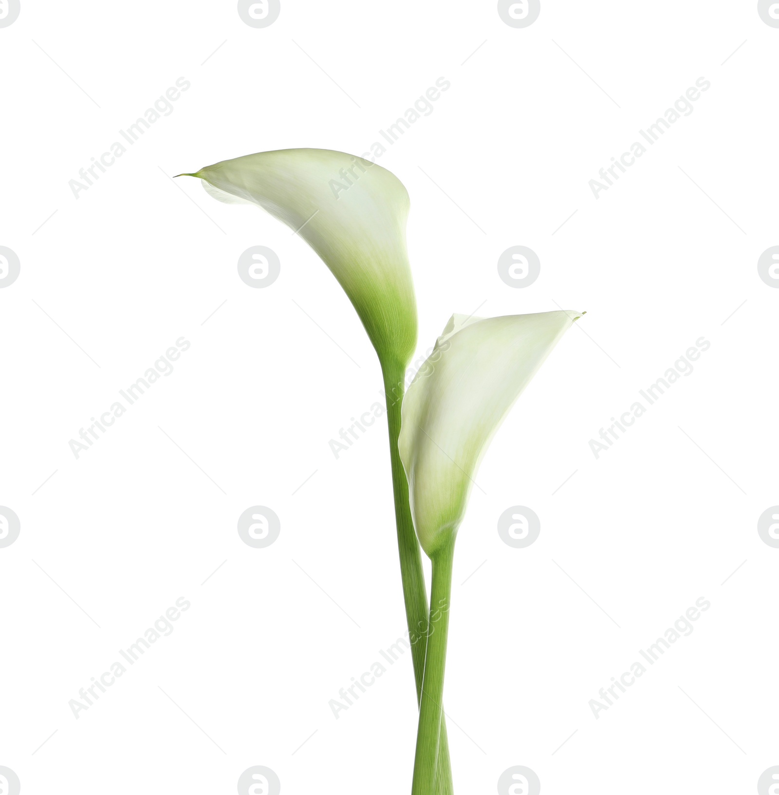 Photo of Beautiful calla lily flowers on white background