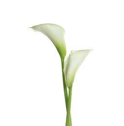 Photo of Beautiful calla lily flowers on white background