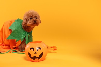 Photo of Happy Halloween. Cute Maltipoo dog dressed in costume and pumpkin treat bucket on orange background, space for text