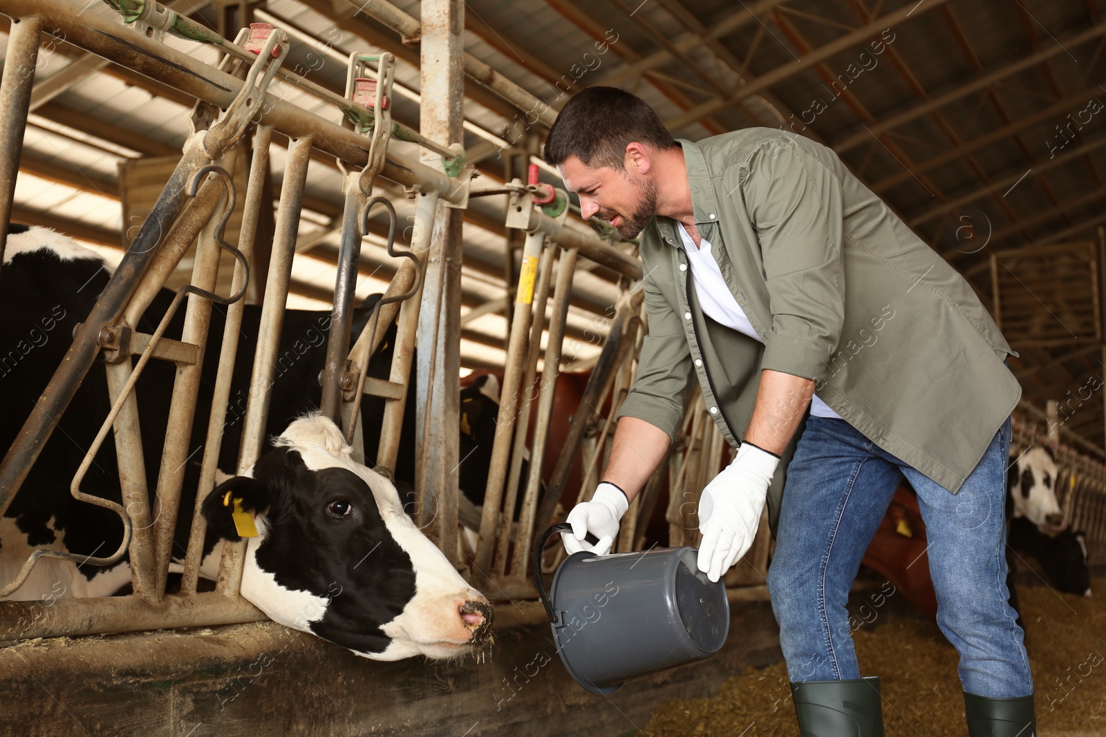 Photo of Farmer feeding cow on farm. Animal husbandry