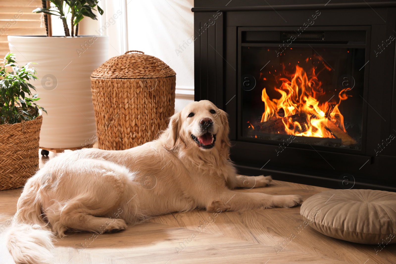 Photo of Adorable Golden Retriever dog on floor near electric fireplace indoors