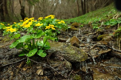 Photo of Beautiful yellow flowers growing near small stream outdoors