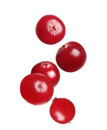 Fresh red cranberries falling on white background