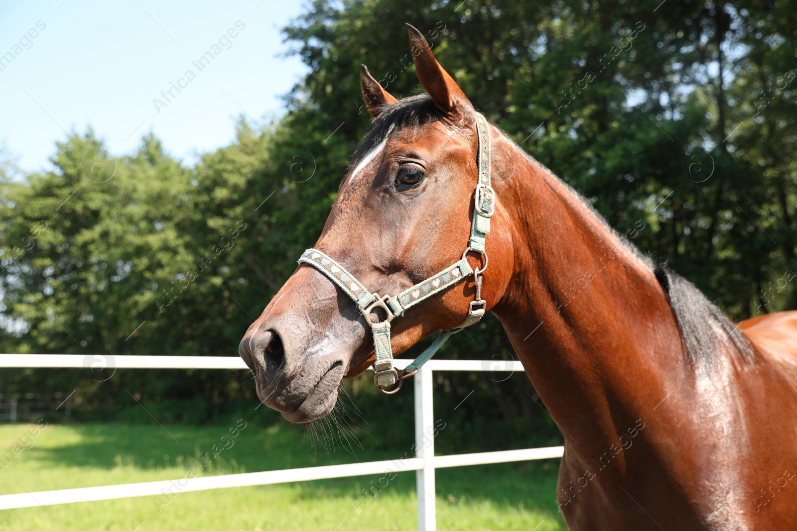 Photo of Bay horse in paddock on sunny day. Beautiful pet