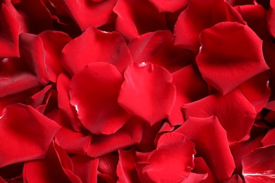 Photo of Beautiful red rose petals as background, top view