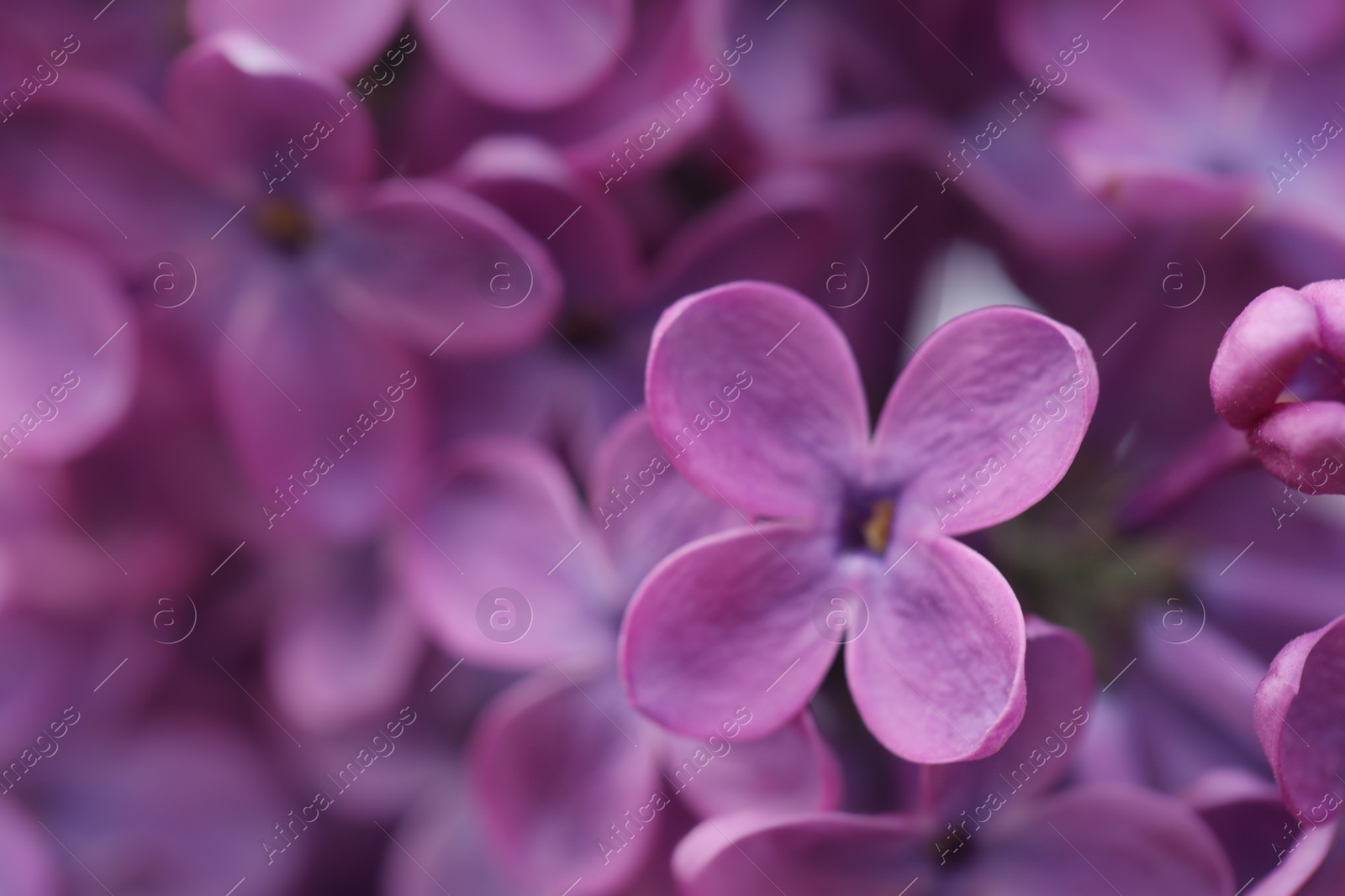 Photo of Closeup view of beautiful blossoming lilac as background