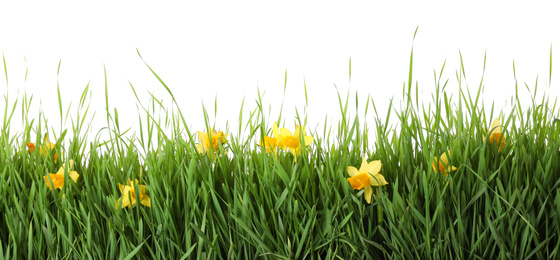 Spring green grass and bright daffodils on white background