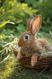 Photo of Cute fluffy rabbit in wicker bowl with dry grass outdoors