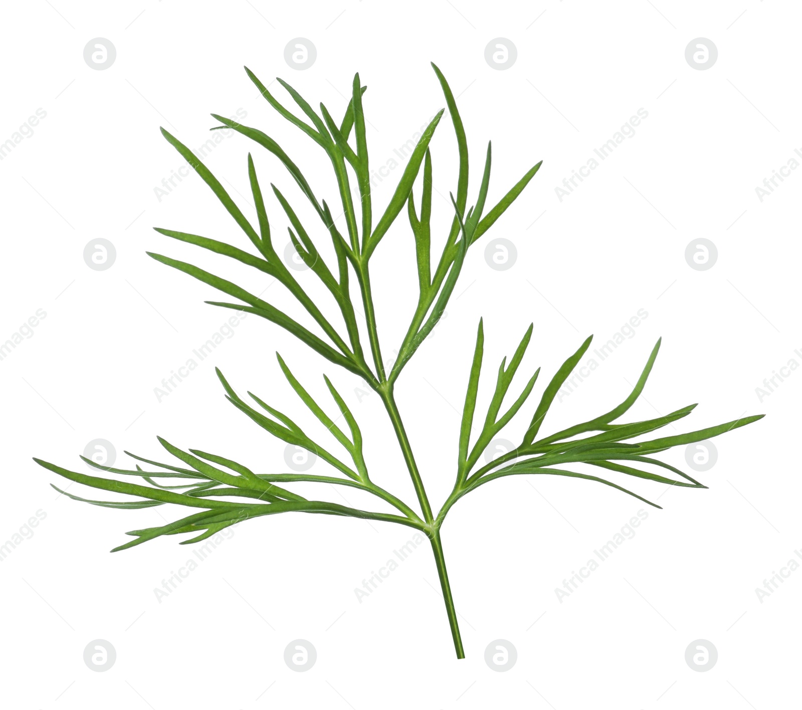 Photo of Sprig of fresh dill isolated on white