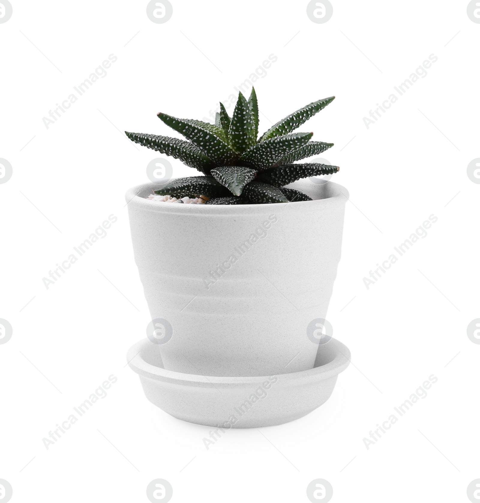 Photo of Beautiful succulent plant in pot isolated on white