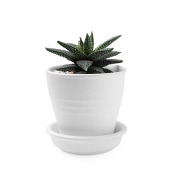 Photo of Beautiful succulent plant in pot isolated on white