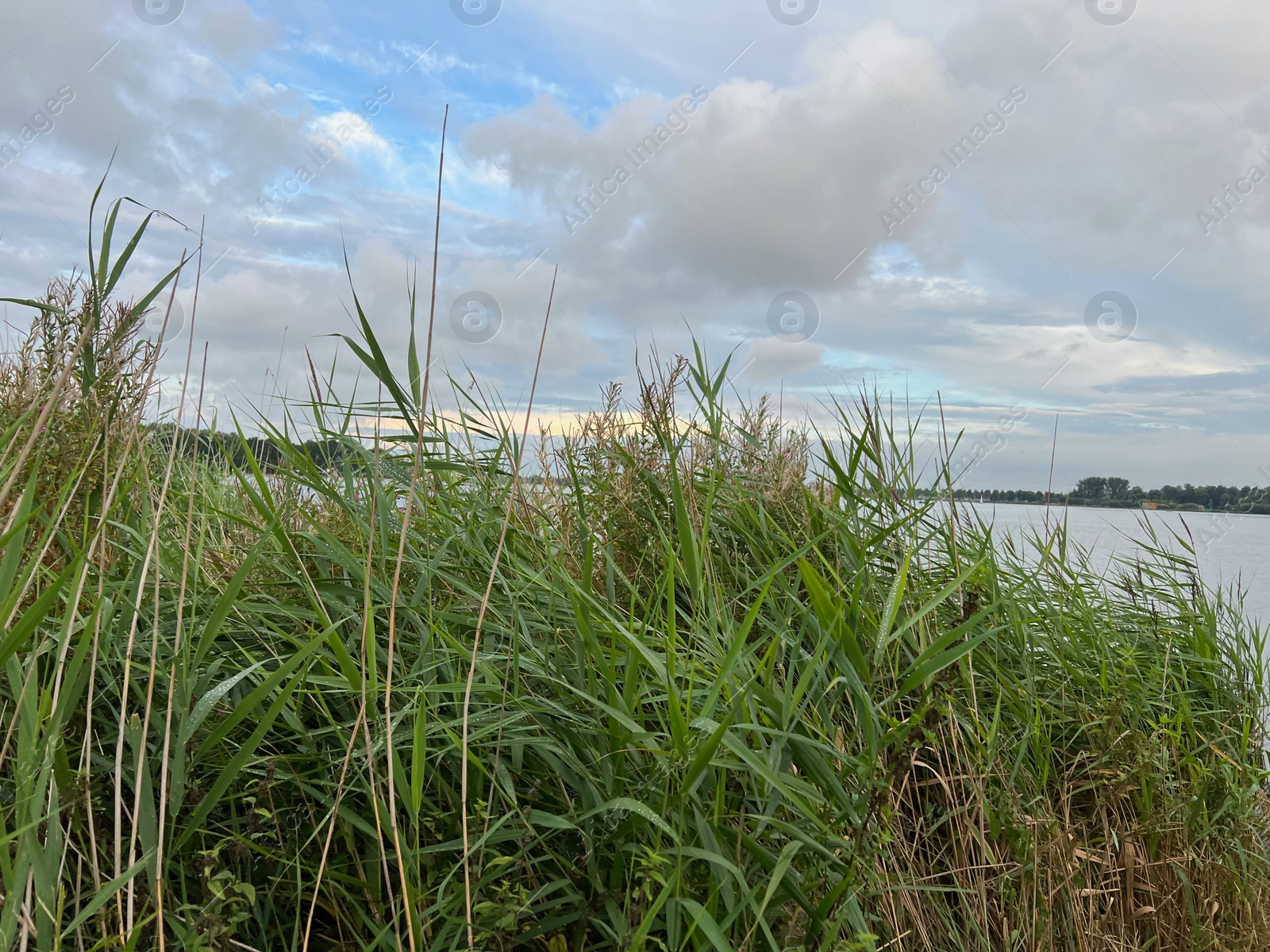 Photo of Picturesque view of river reeds and cloudy sky