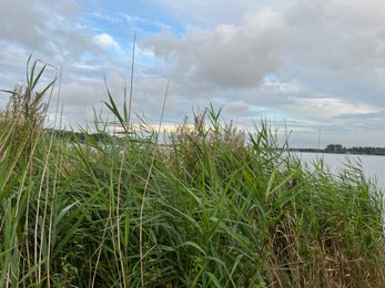 Picturesque view of river reeds and cloudy sky