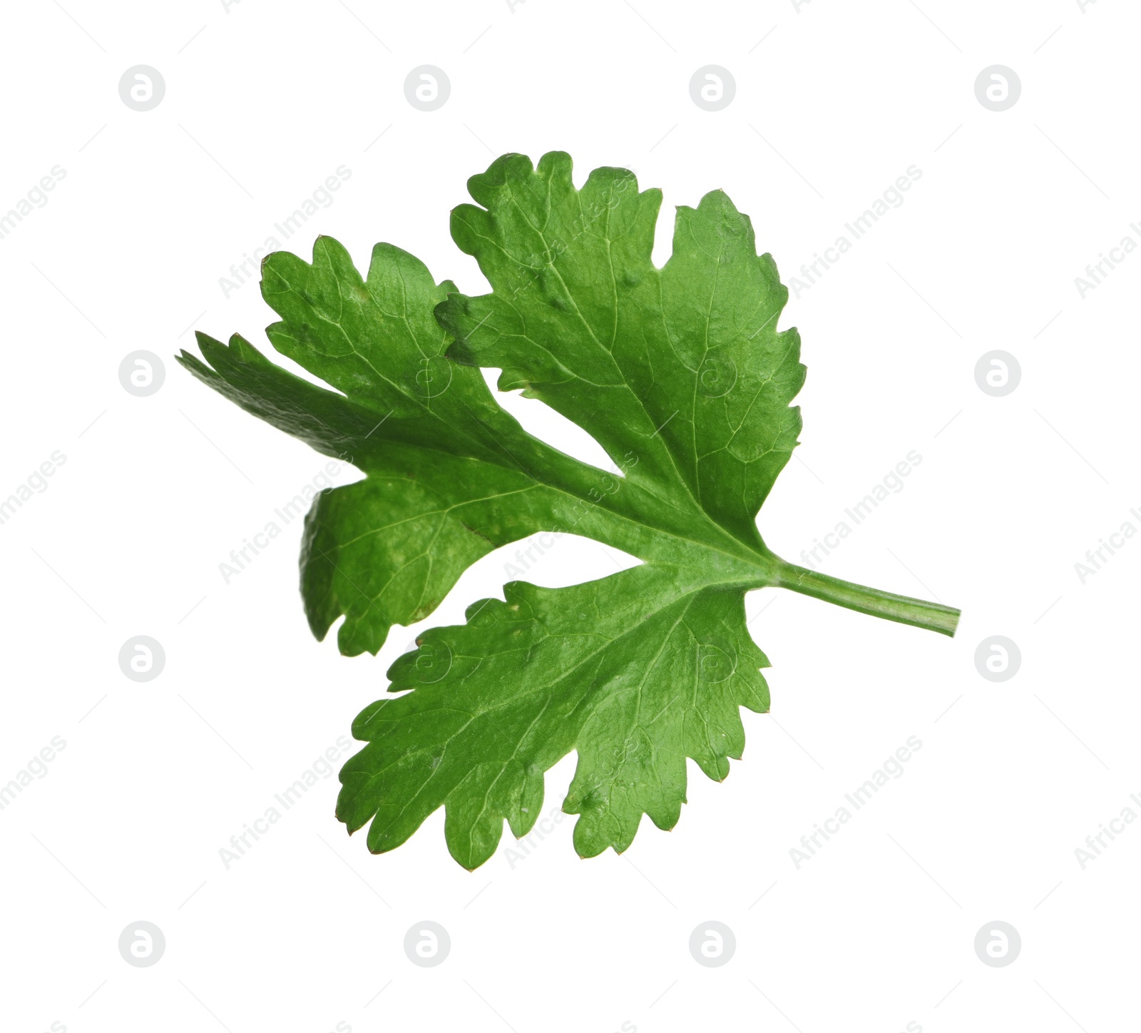 Photo of Fresh green coriander leaf isolated on white