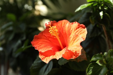 Photo of Hibiscus plant with beautiful bright flower growing outdoors, closeup