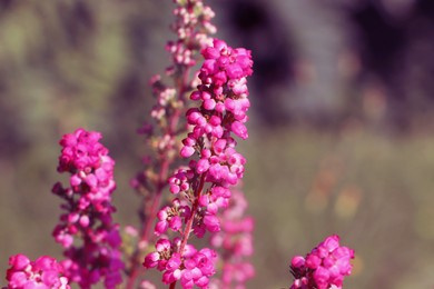 Photo of Heather shrub with beautiful blooming flowers outdoors on sunny day, closeup