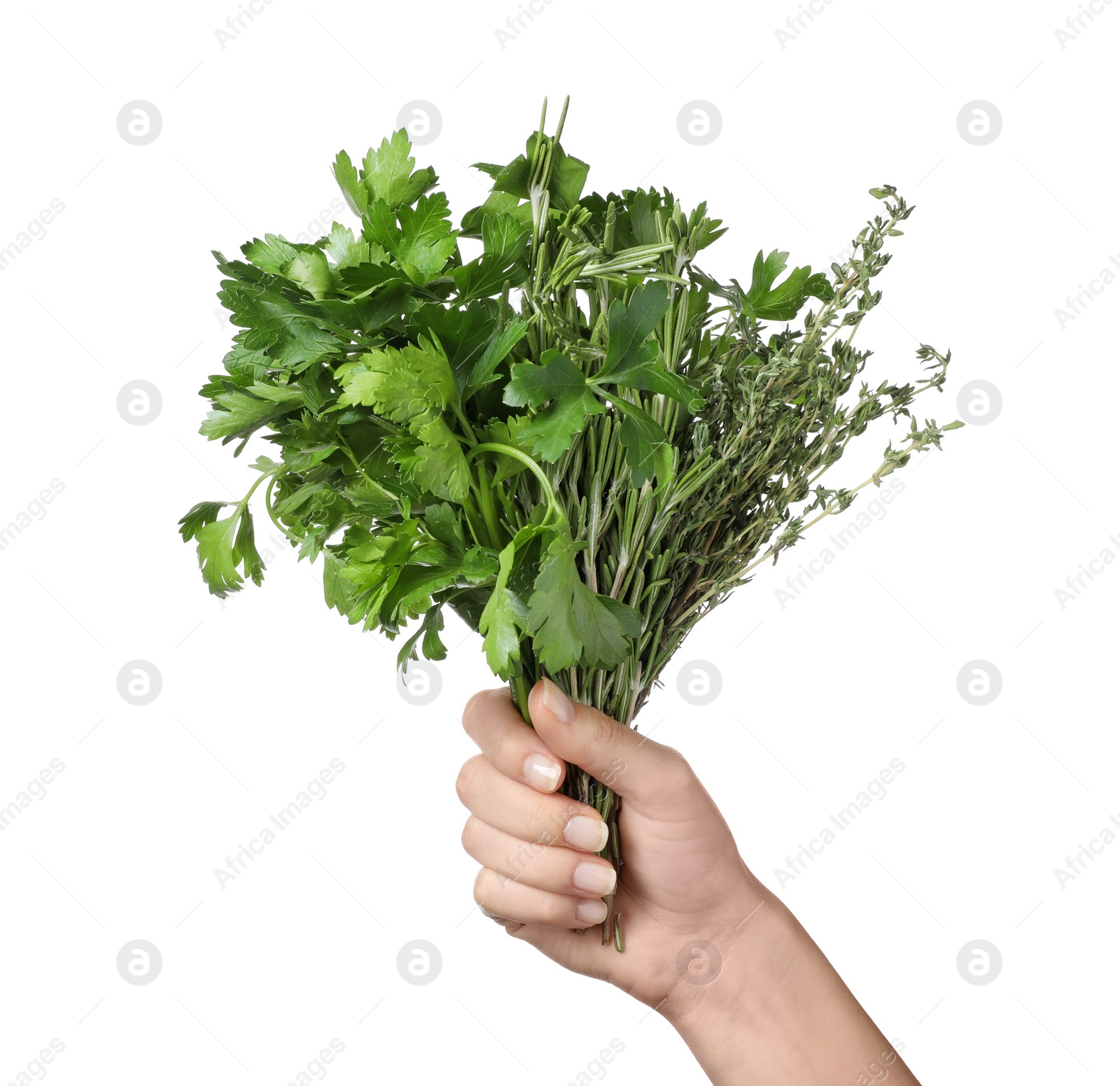 Photo of Woman holding bunch of fresh herbs on on white background