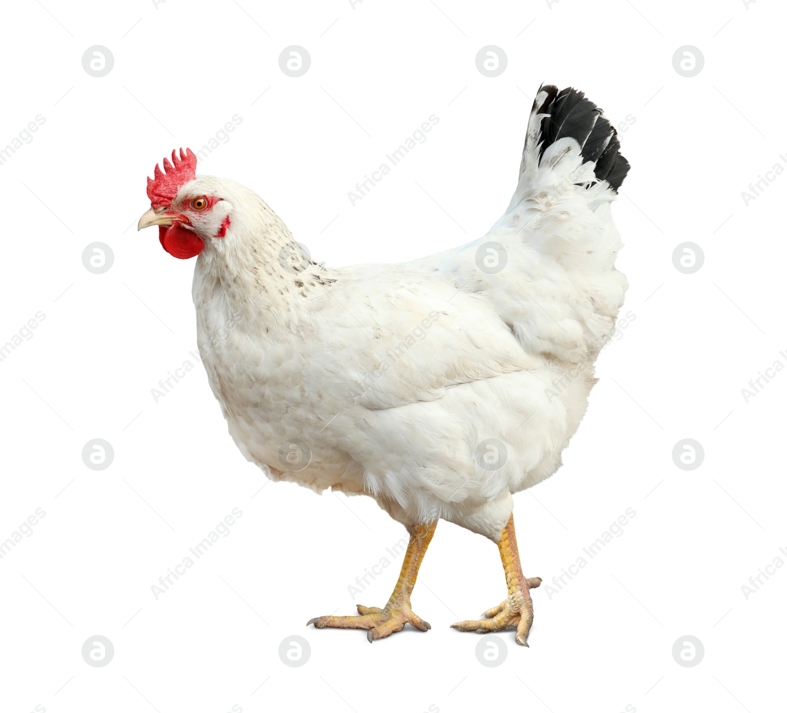 Image of Beautiful chicken on white background. Domestic animal