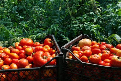Photo of Plastic crates with red ripe tomatoes in garden