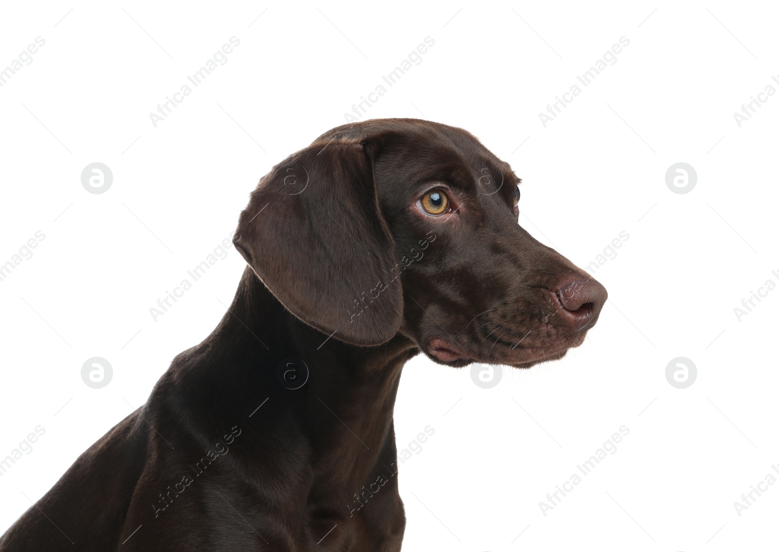 Photo of German Shorthaired Pointer dog on white background