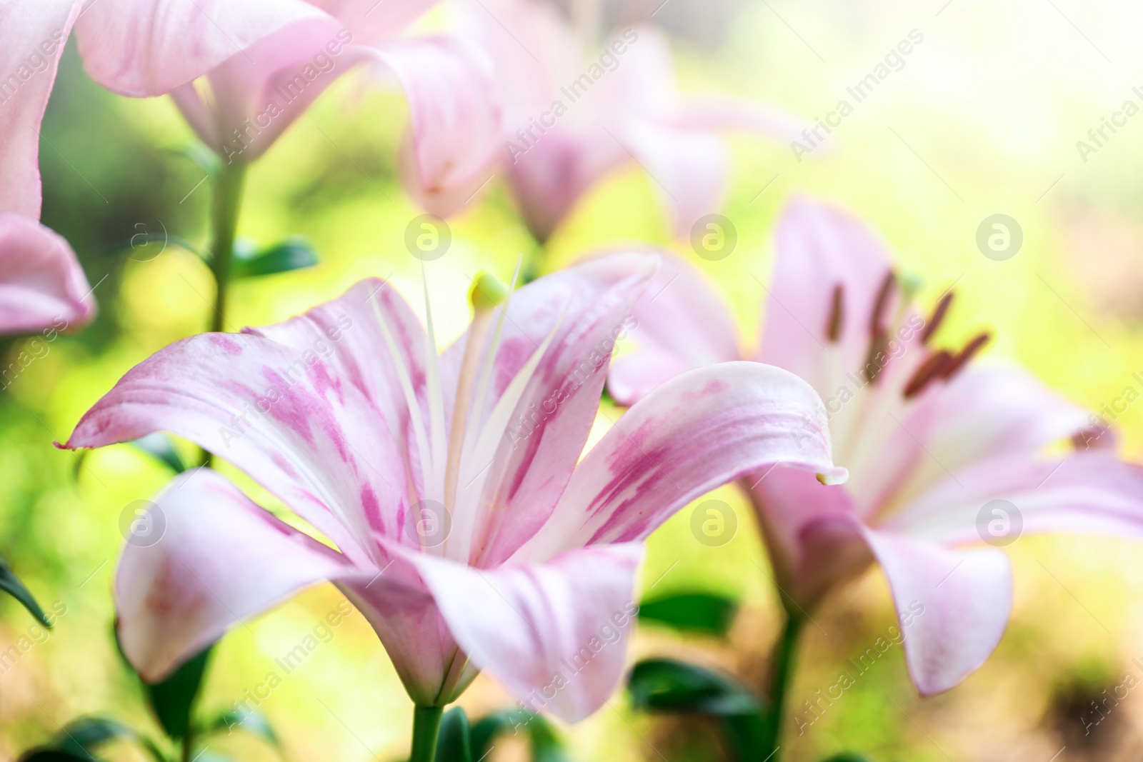 Photo of Beautiful blooming lily flowers in garden, closeup