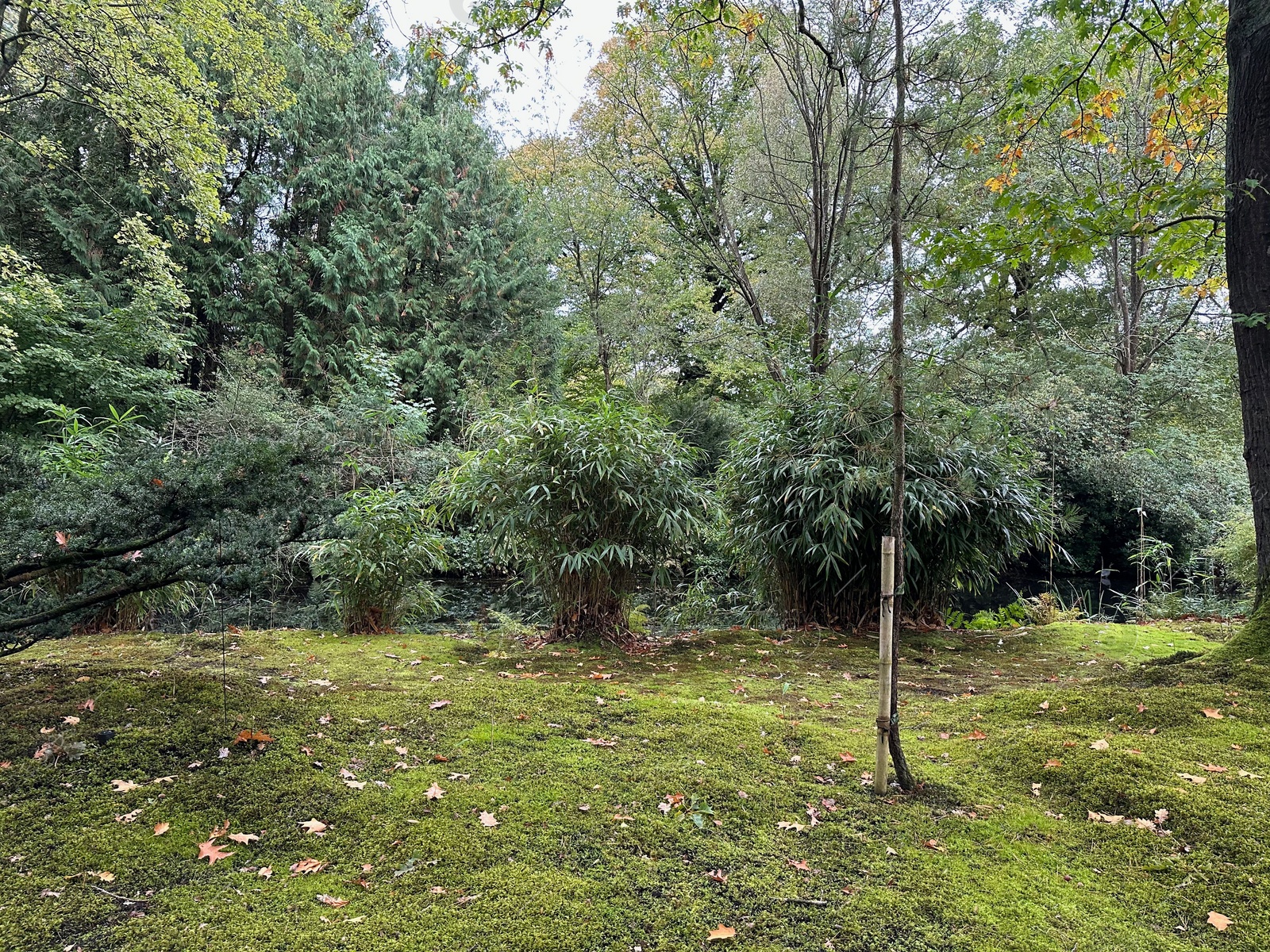 Photo of Bright moss on ground, trees and other plants in park