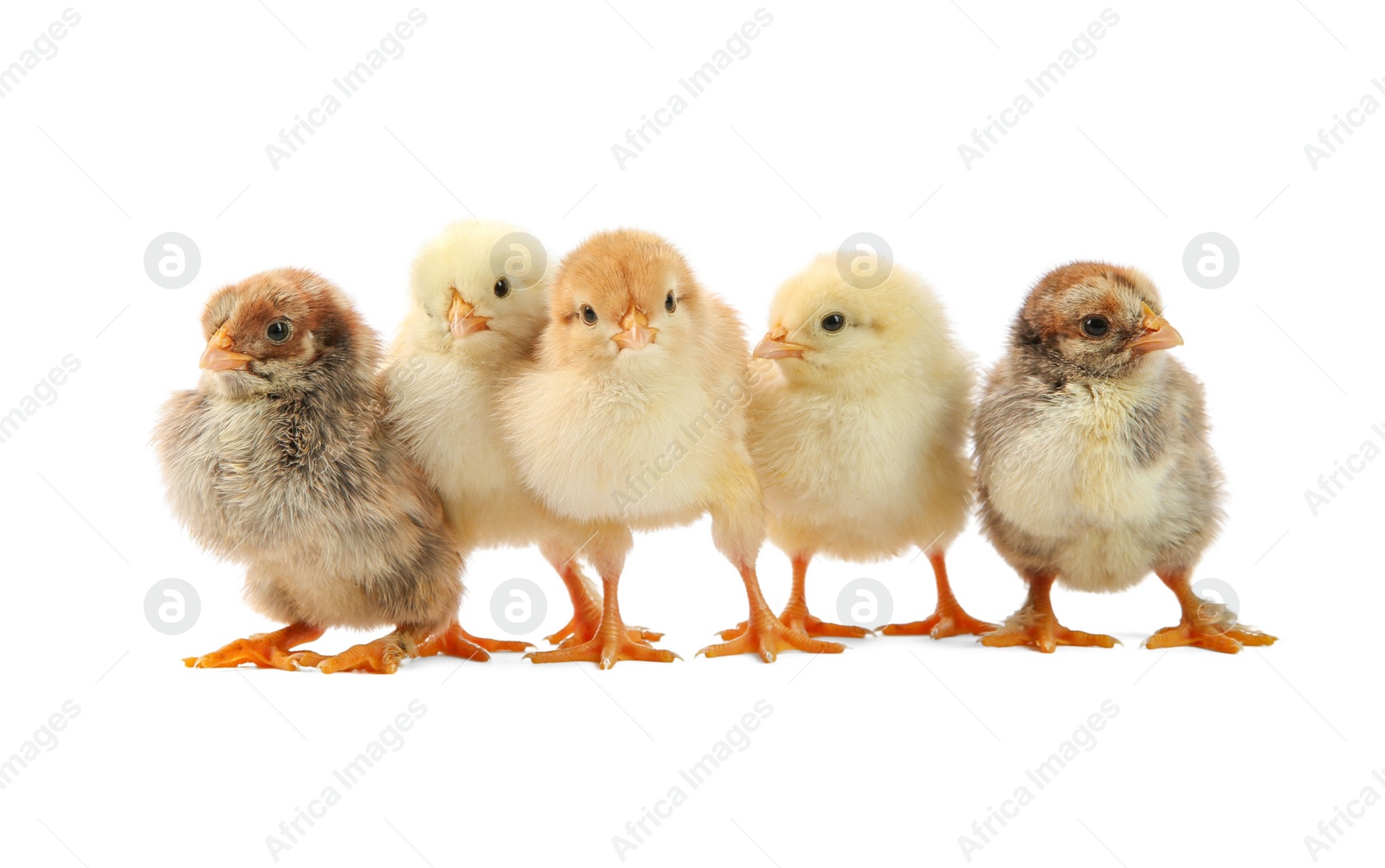 Photo of Many cute chicks isolated on white. Baby animals