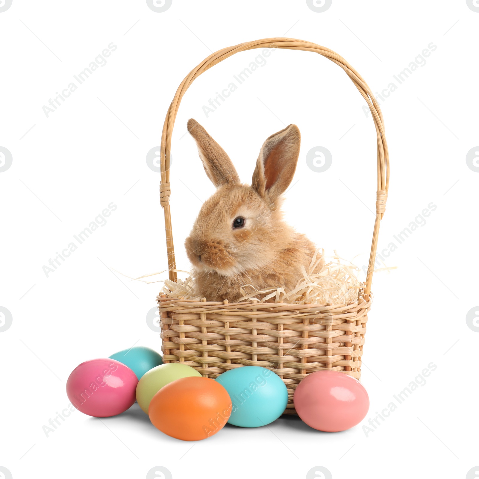 Photo of Adorable furry Easter bunny in wicker basket and dyed eggs on white background