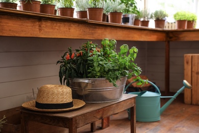 Photo of Metal basin with seedlings and straw hat on wooden table indoors. Gardening tools