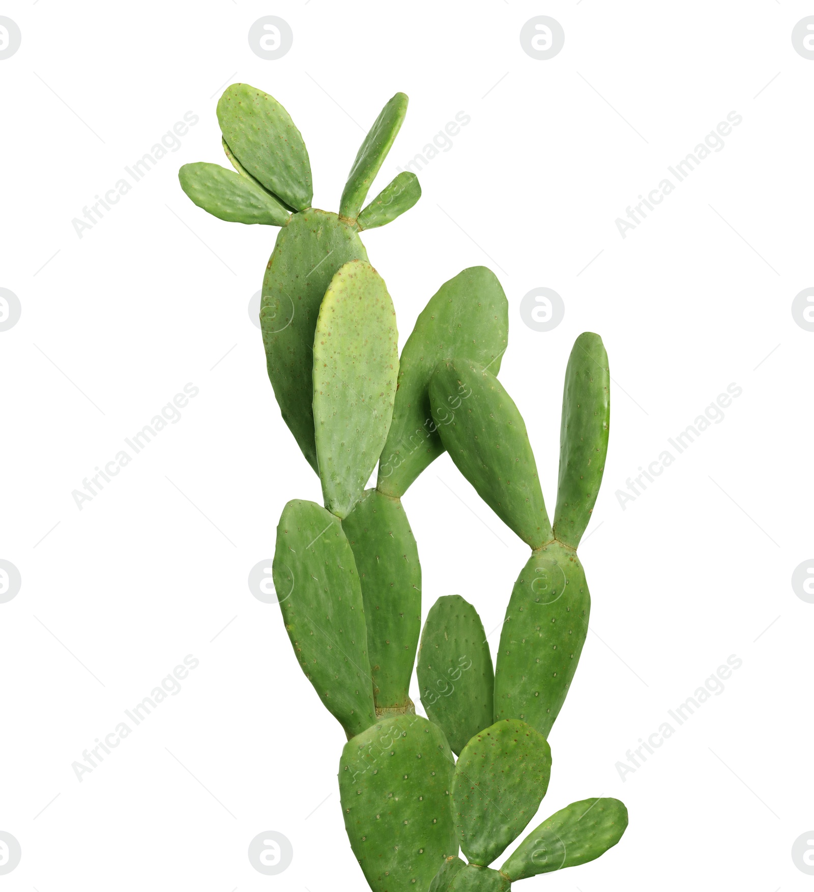 Image of Beautiful big green cactus on white background