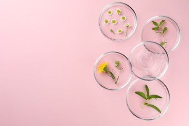 Photo of Petri dishes with different plants and cosmetic products on pink background, flat lay. Space for text