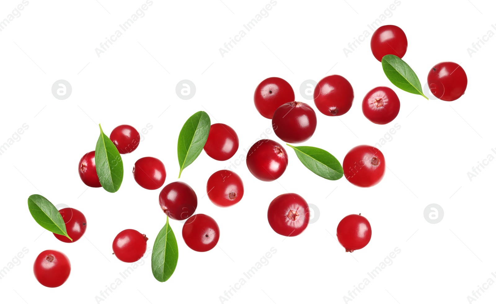 Image of Fresh red cranberries falling on white background