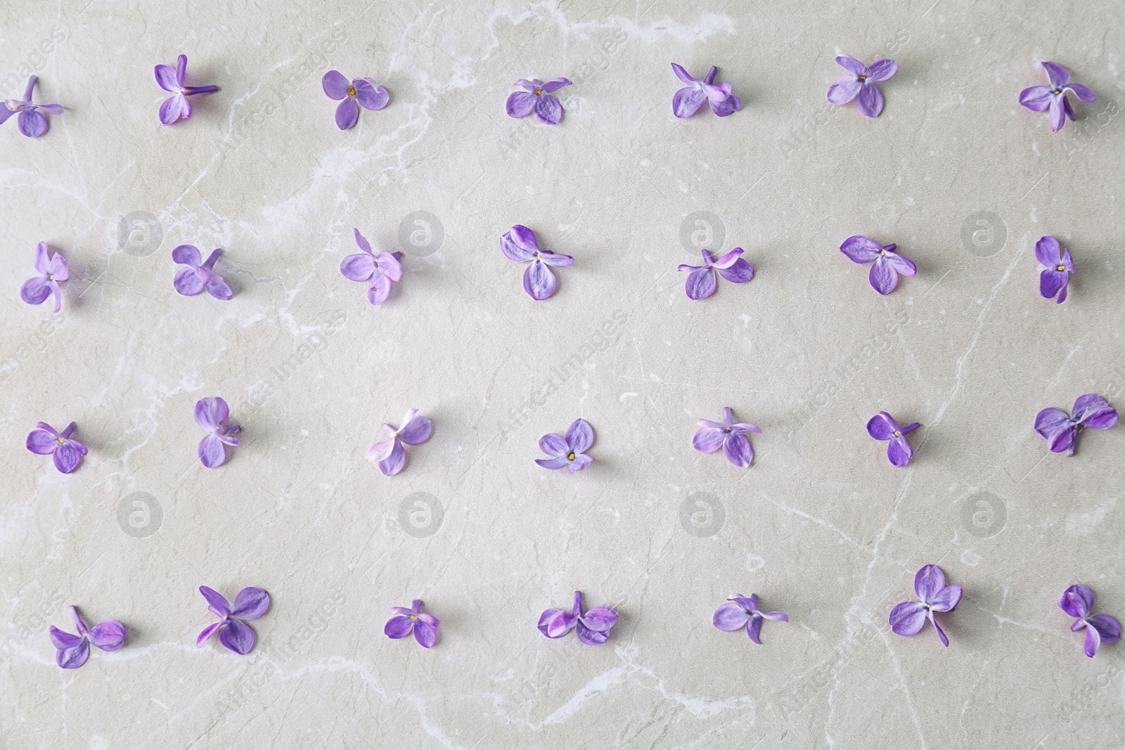 Photo of Flat lay composition with beautiful blossoming lilac on light background. Spring flowers