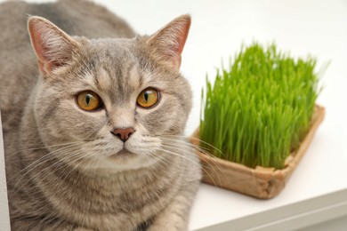 Cute cat near fresh green grass on white table indoors, closeup