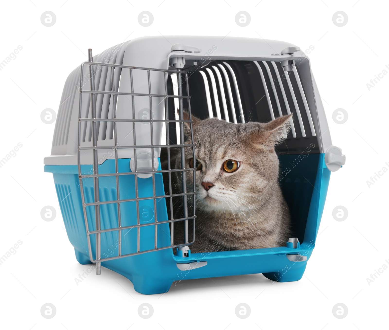 Photo of Travel with pet. Cute cat in carrier on white background