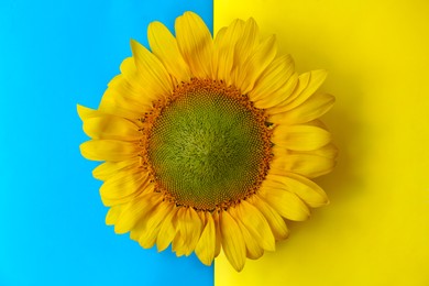 Photo of Beautiful sunflower on Ukrainian national flag, top view