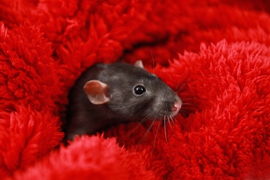 Photo of Cute little rat wrapped in red fluffy blanket