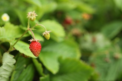 Small wild strawberries growing outdoors, space for text. Seasonal berries