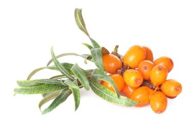 Photo of Sea buckthorn branch with ripe berries and leaves on white background