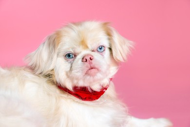 Photo of Cute Pekingese dog with bandana on pink background