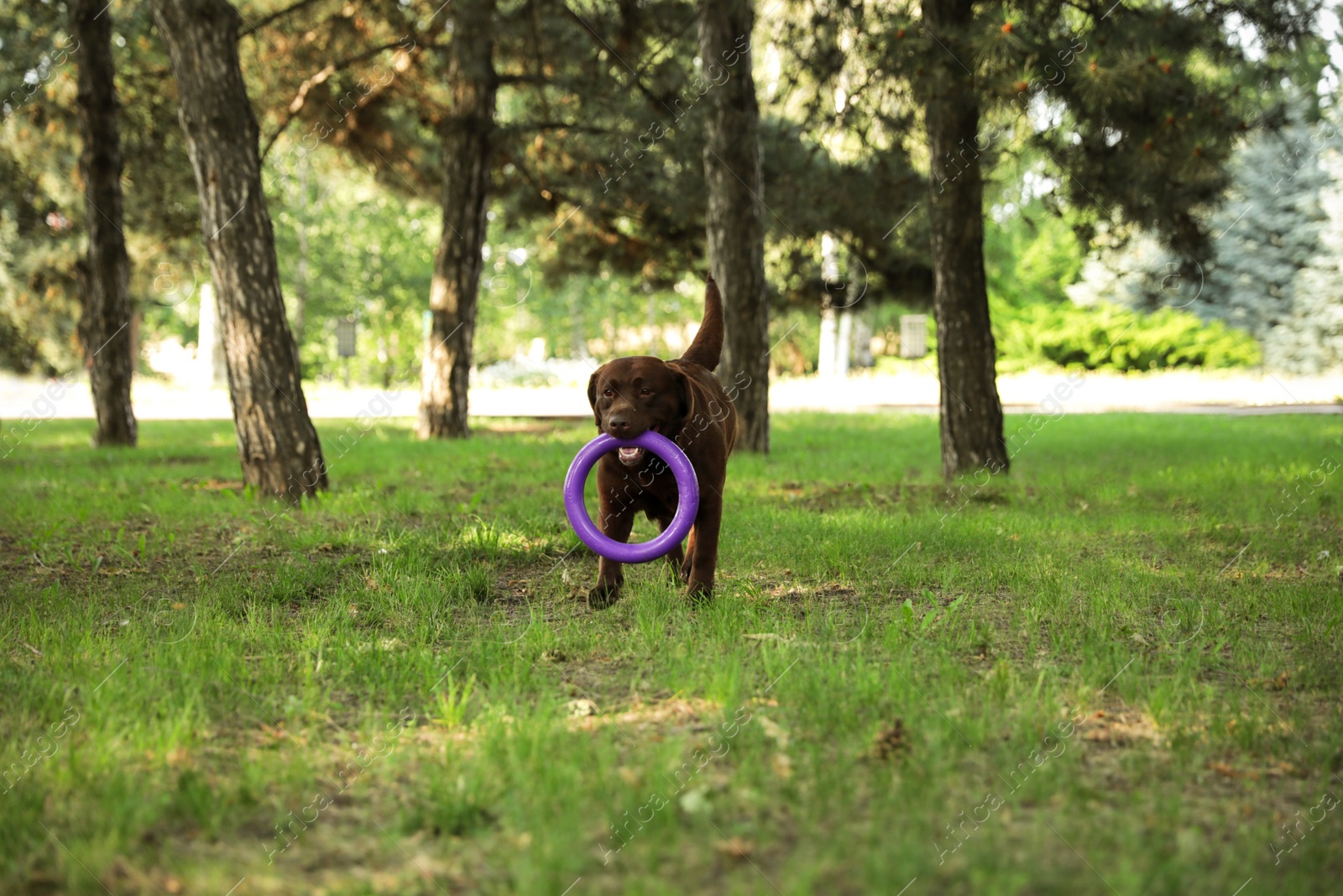 Photo of Cute Chocolate Labrador Retriever dog with toy in summer park
