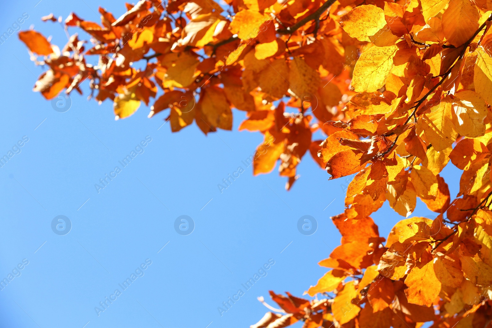 Photo of Tree with beautiful bright leaves under blue sky on sunny autumn day, closeup