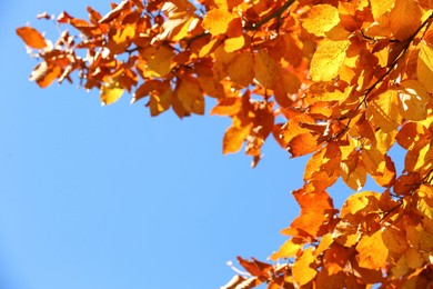 Tree with beautiful bright leaves under blue sky on sunny autumn day, closeup