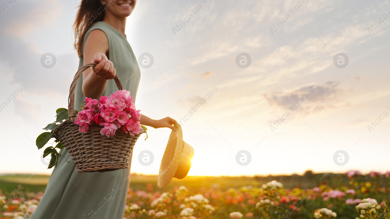 Photo of Woman with basket of roses in beautiful blooming field, closeup